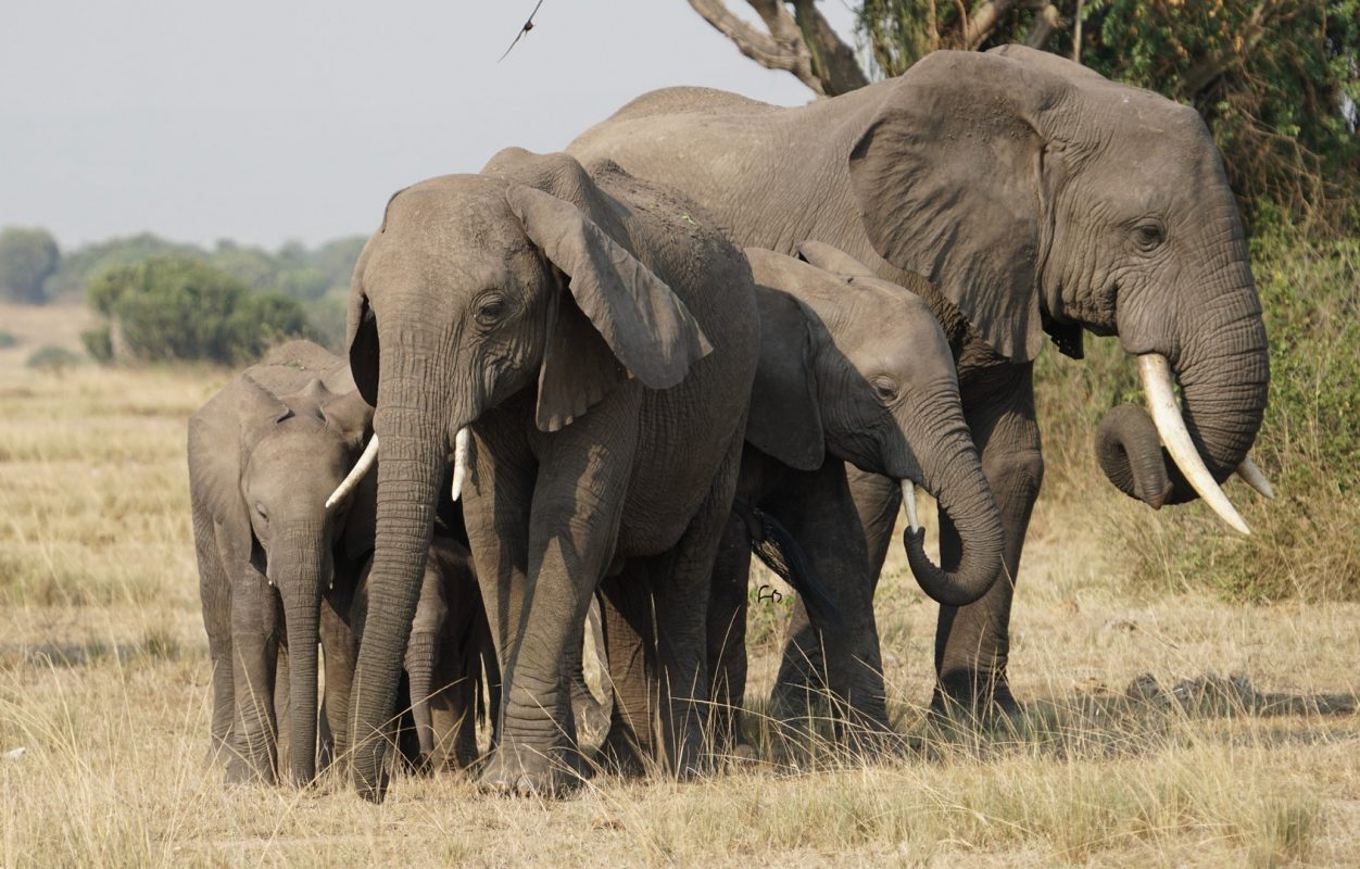 Rwanda National Parks