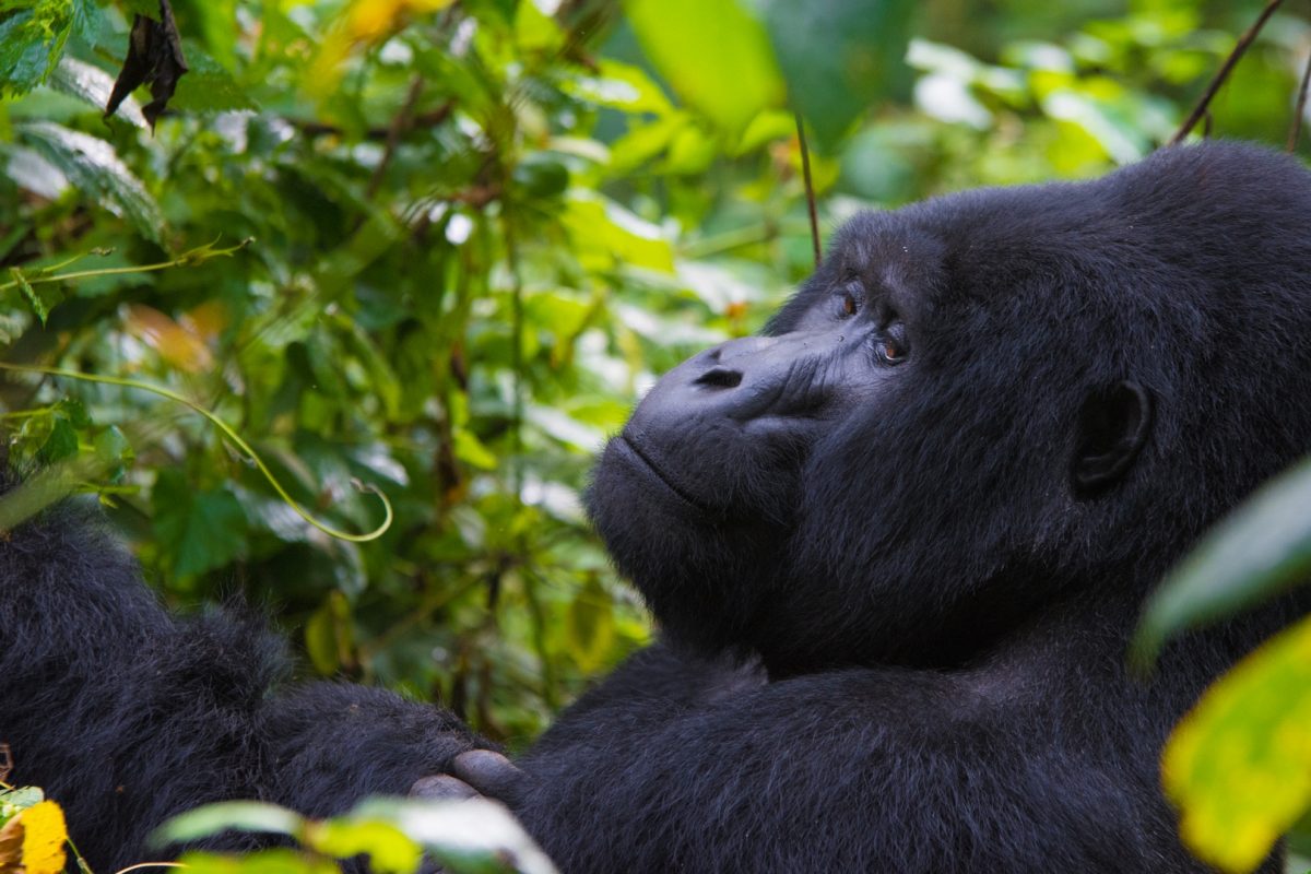 Gorilla Trekking in Volcanoes 