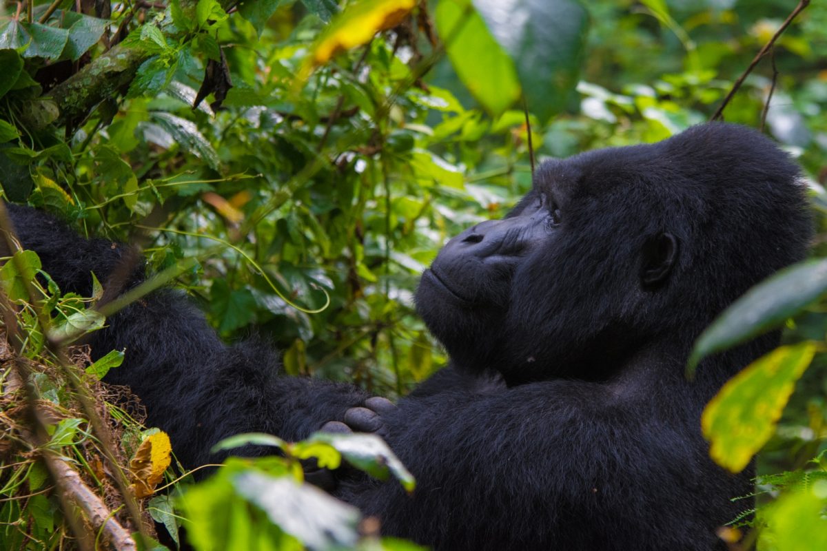 Gorilla Trekking in Volcanoes