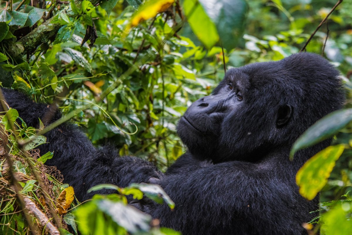 Gorilla Trekking in Volcanoes 