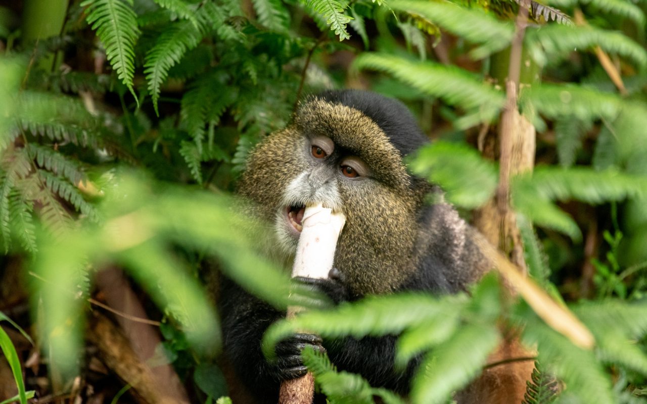 Golden Monkey Tracking 